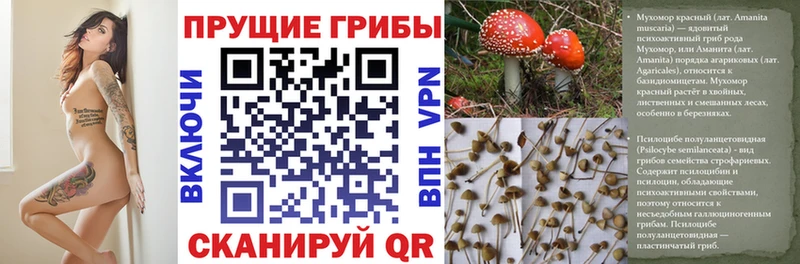 Псилоцибиновые грибы Psilocybe  где купить наркотик  Борзя 